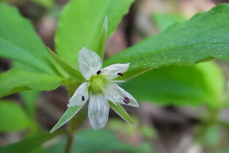 太子参长什么样子图片