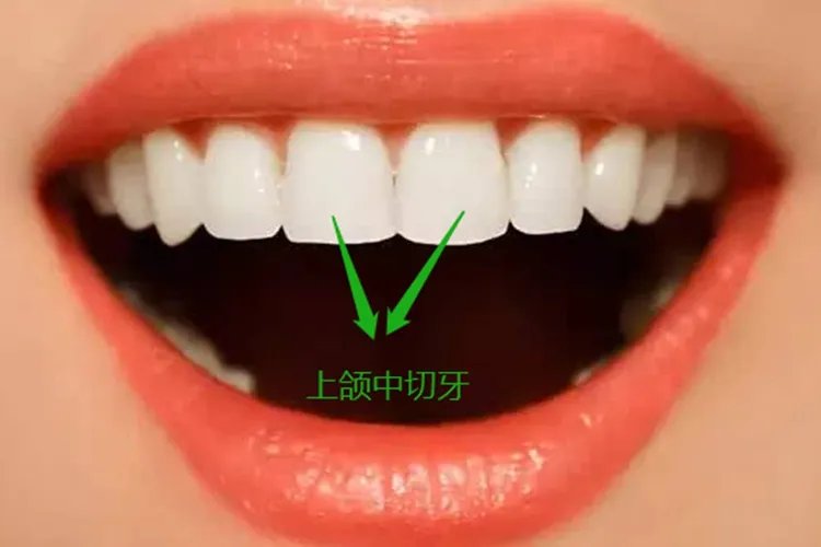 板牙是哪个位置