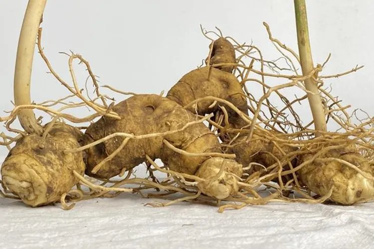 中草药黄精图片大全