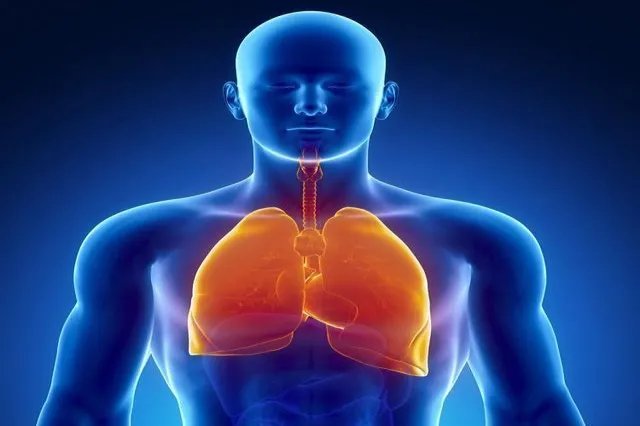 肺在人体的哪个位置图清晰
