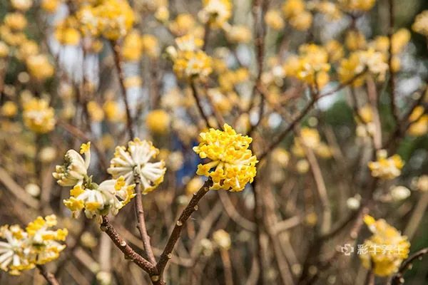 结香花的功效与作用