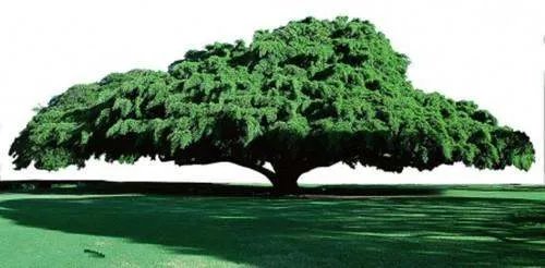 大树的特点是什么？