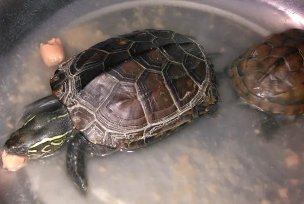 养龟为什么不可以养双？