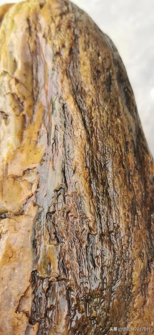 真正的树化石价格