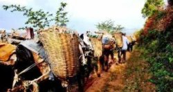 古代“茶马互市”是什么时候兴起的？茶马互换制度是怎么样的？