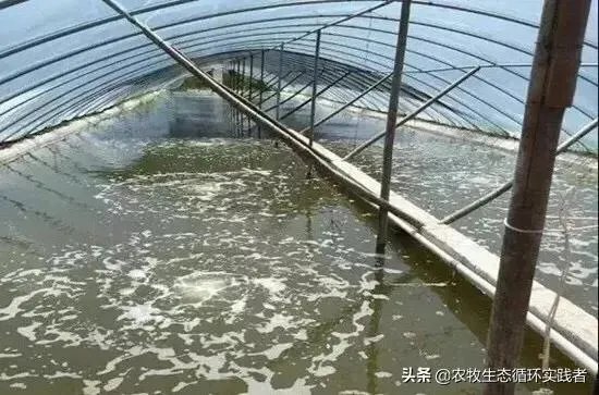大棚养虾可靠吗？