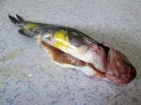 嘎鱼炖豆腐的家常做法？