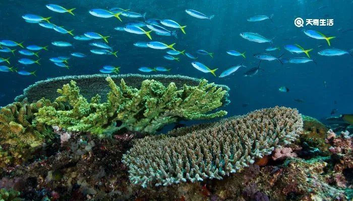 鲨鱼用什么呼吸