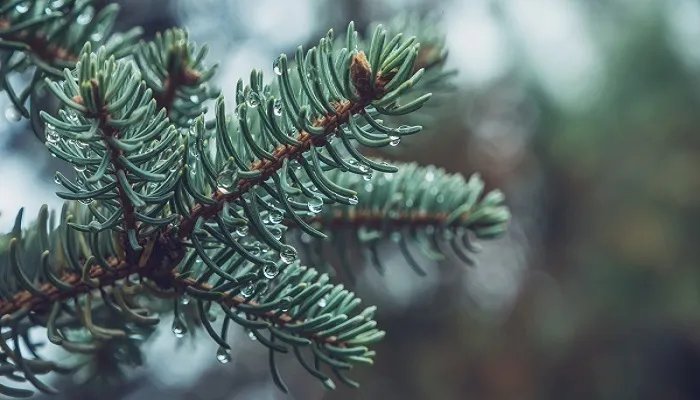 松树的种类 松树的种类有哪些