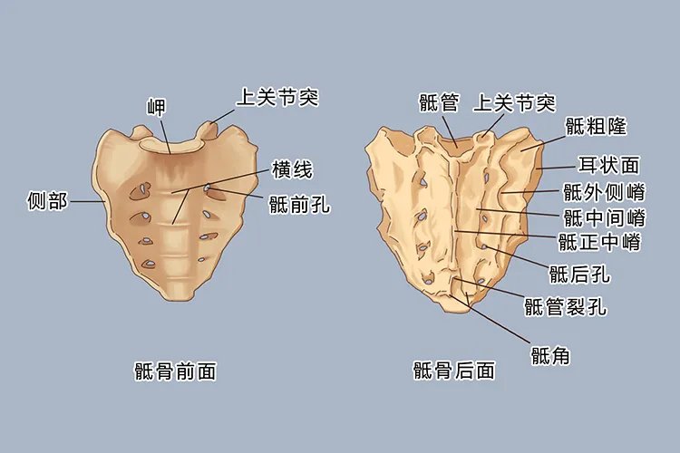 人体脊椎结构图