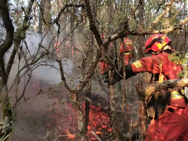 云南香格里拉森林发生火灾，起火的主要原因是什么？