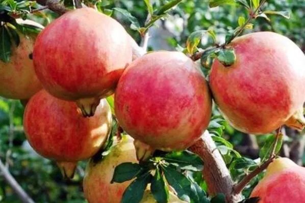 中国三大石榴之乡 云南蒙自上榜，第一唐代就开始种植