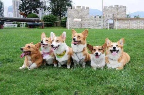 太原最严养狗令正式实施 最严养狗令到底有多严？