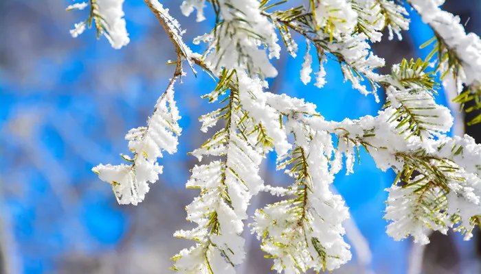 松树的作用是什么 松树的作用有哪些