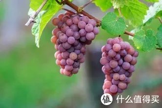 二狗的知识库 篇三:贵腐酒基础知识