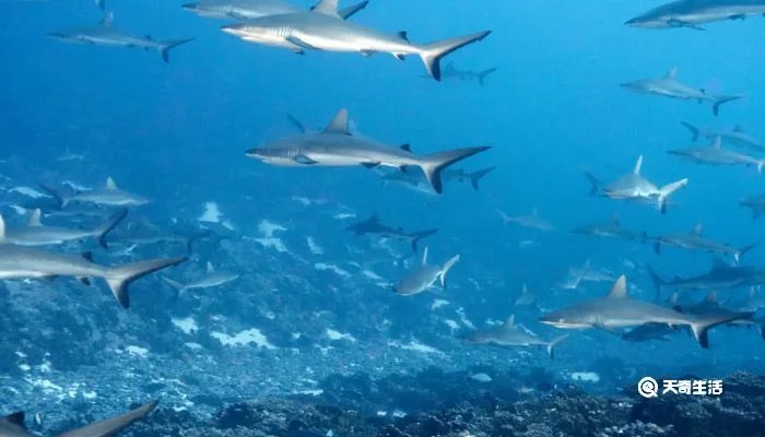 鲨鱼用什么呼吸