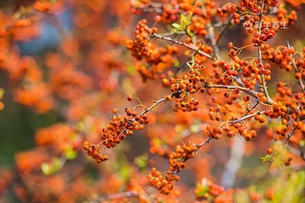 沙棘油的作用与功效