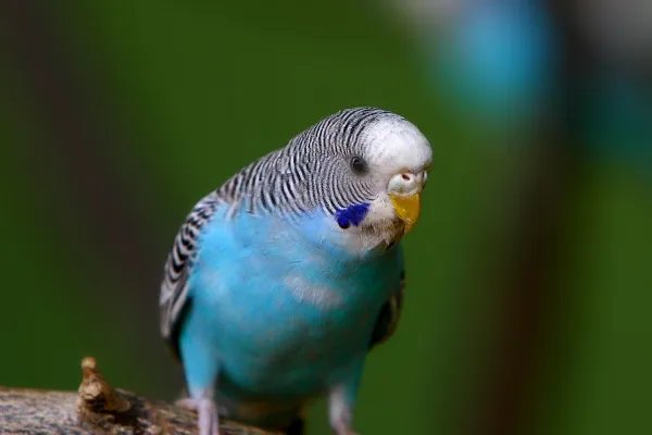 虎皮鹦鹉怕冷吗