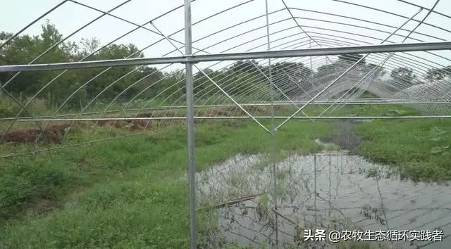 大棚养虾可靠吗？