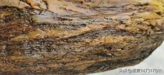 真正的树化石价格