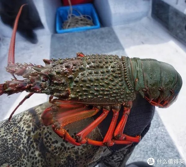 龙虾怎么做好吃