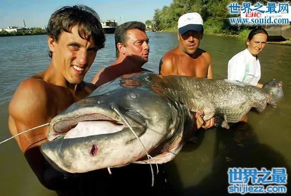 世界上最凶猛的鱼类，巨型水虎鱼(食人鱼) 
