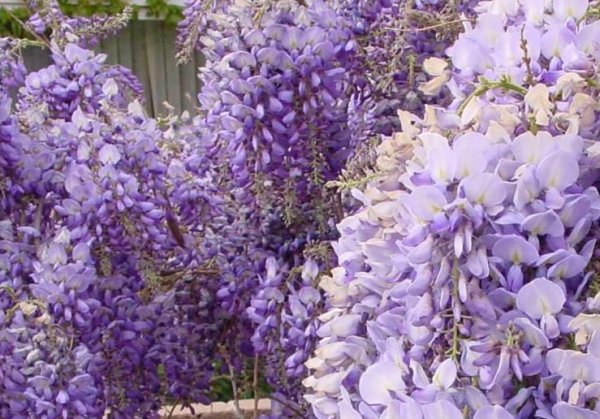 《紫藤萝瀑布》的写作背景是什么？