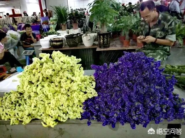 云南有哪些大的鲜花市场？