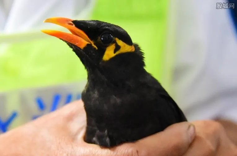 鹩哥多少钱一只 2017鹩哥幼鸟价格表