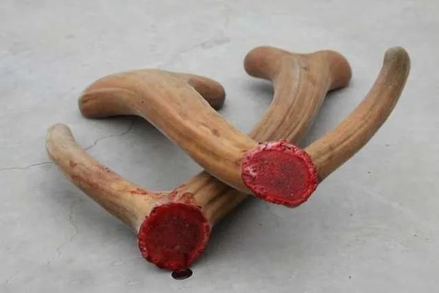 未来种中药材可以赚钱吗？