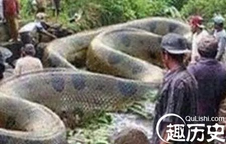 灵异头条：60年代千年巨蛇镇守古墓竟借尸还魂