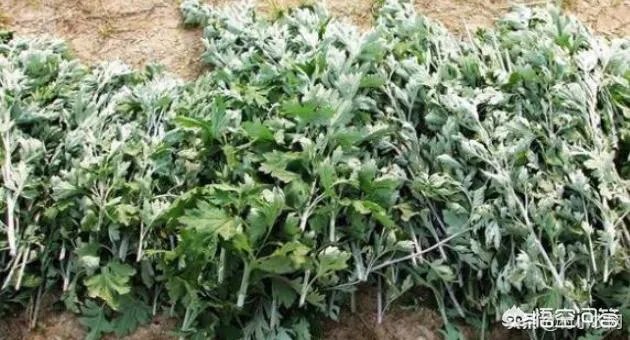 未来种中药材可以赚钱吗？