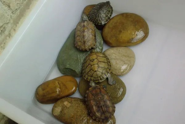 养龟为什么不可以养双？