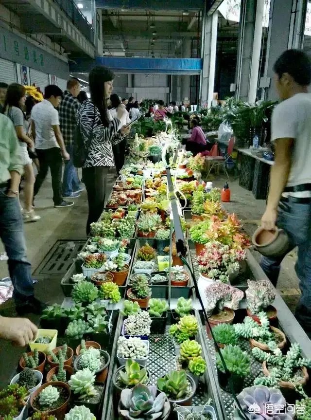 云南有哪些大的鲜花市场?