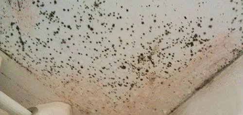 墙壁发霉怎么处理 4个妙招轻松解决