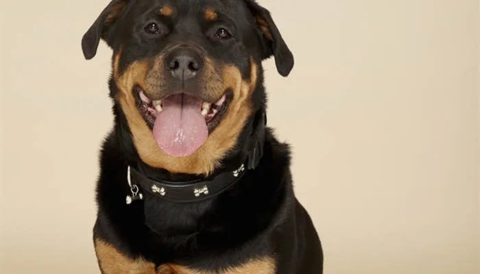 罗威纳幼犬怎么饲养 为什么很少人养罗威纳