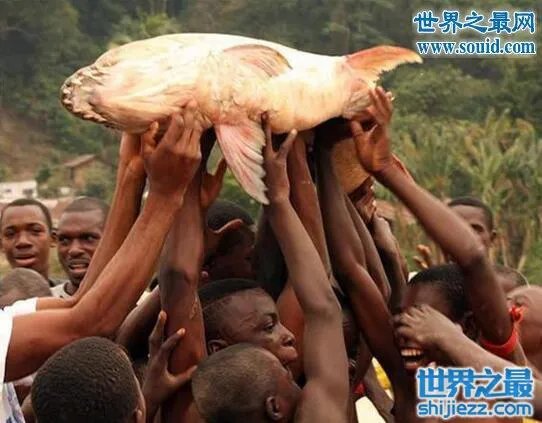 世界上最凶猛的鱼类，巨型水虎鱼(食人鱼) 