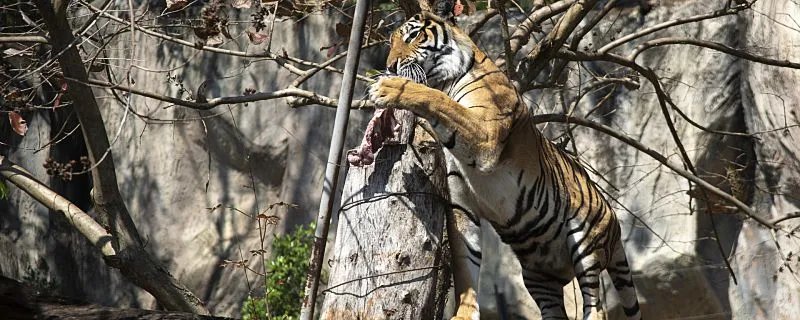 梦见被老虎追着跑预示什么 梦见被老虎追着跑是什么意思