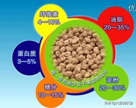 请问油莎豆什么时候收割比较好？