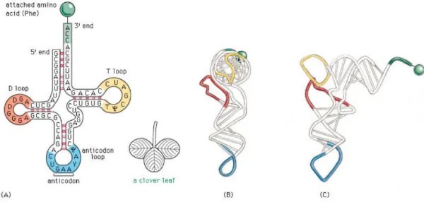 信使RNA和转运RNA的区别