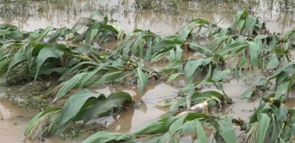 湖南永州洪水过境多地被淹,当地农作物情况如何?