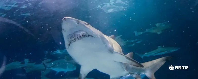 鲨鱼用什么呼吸
