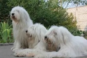 俄罗斯的狗也被制裁了 俄罗斯狗制裁介绍