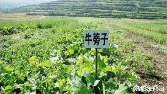 未来种中药材可以赚钱吗？