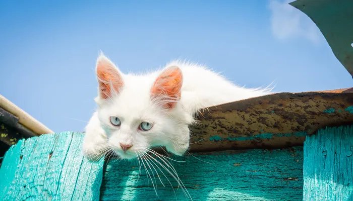 土耳其安哥拉猫怎么看多大了 安哥拉猫和狮子猫区别