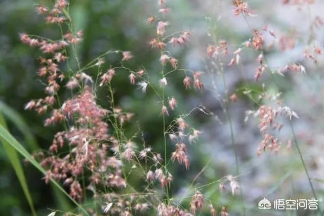 什么是朦胧美,你怎么理解?