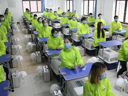 宠物美容师培训费用,宠物美容师学费多少?