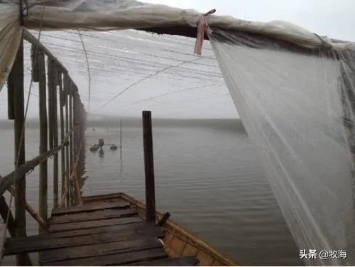 大棚养虾可靠吗？