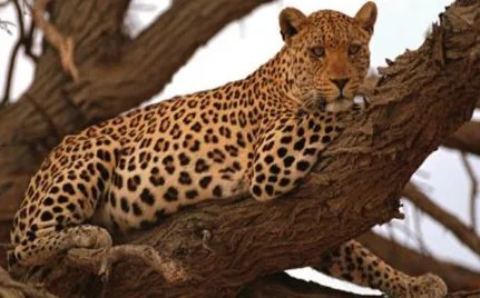 非洲豹:奔跑速度非常快,每小时能达70公里左右