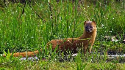 貂和黄鼠狼的区别是什么